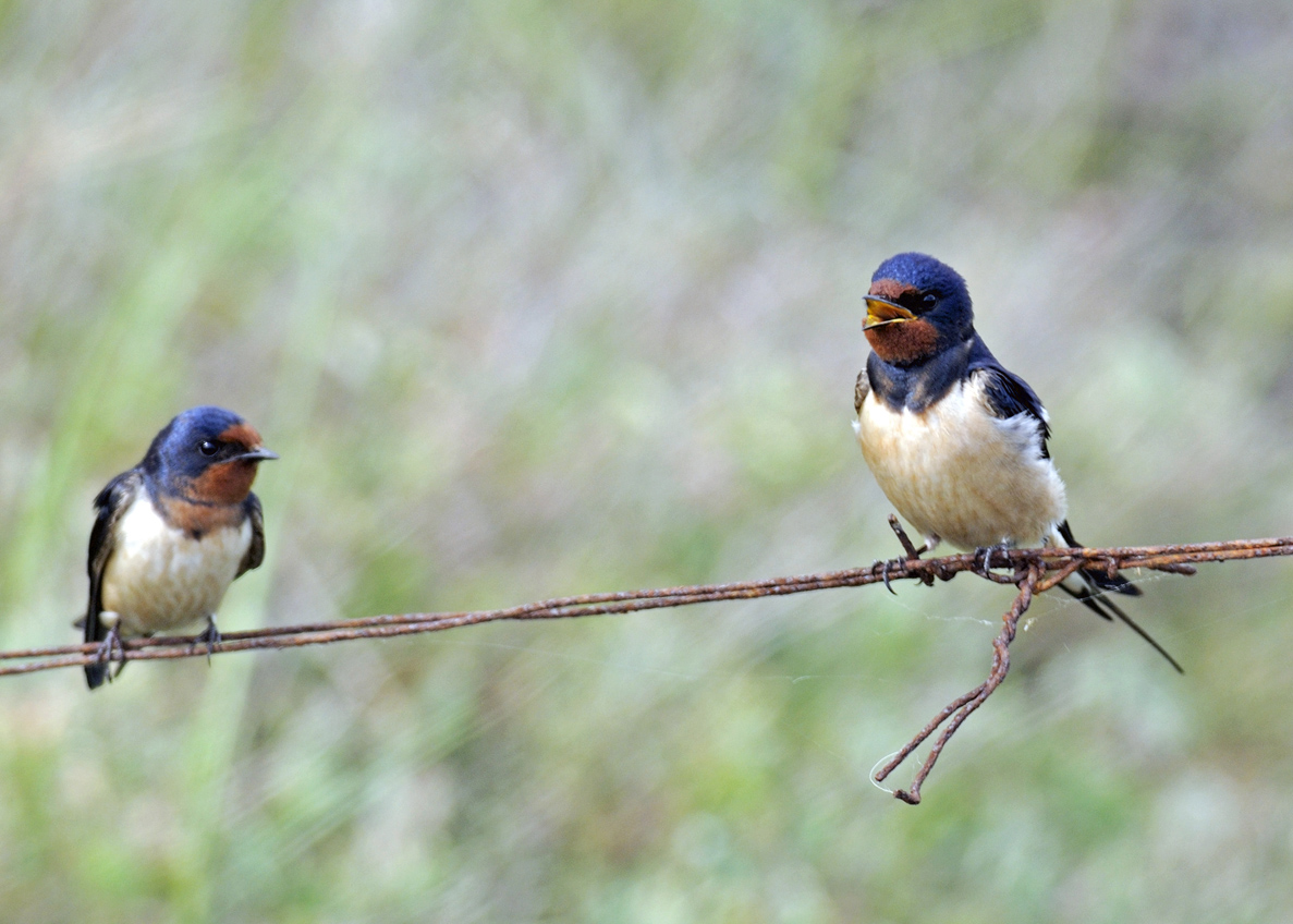 Les oiseaux de nos villages